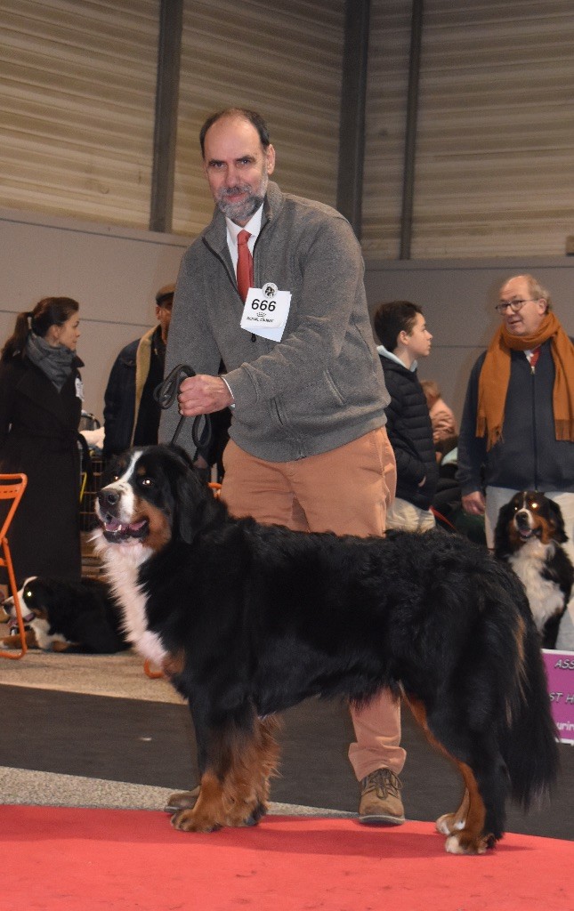 De la Ferme de la Pessoutie - Exposition canine nationale de Nantes, spéciale bouviers suisses