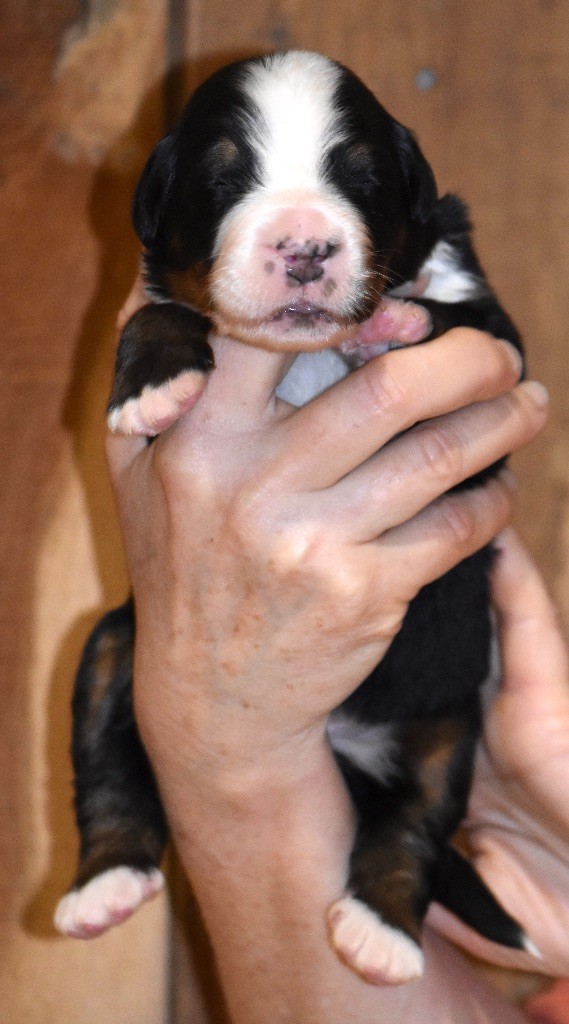 De la Ferme de la Pessoutie - Chiot disponible  - Bouvier Bernois