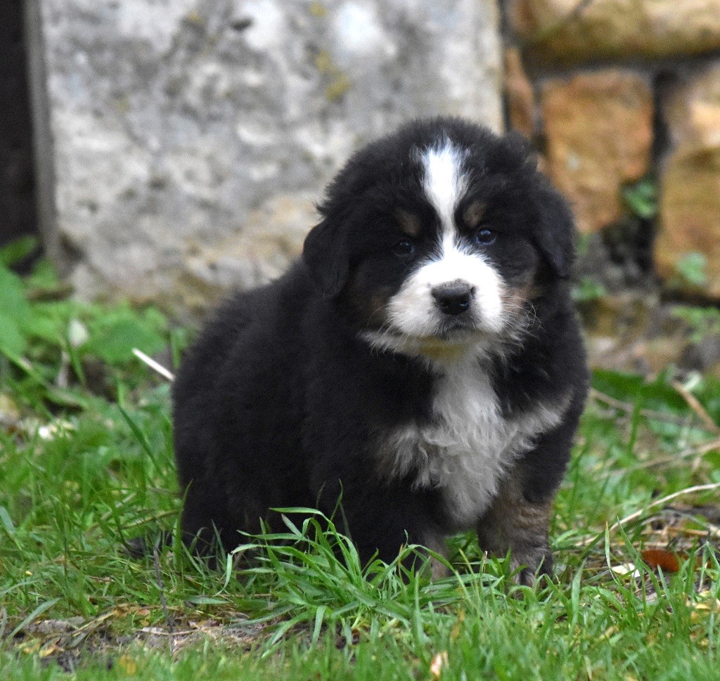 De la Ferme de la Pessoutie - Chiot disponible  - Bouvier Bernois