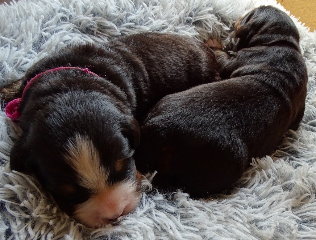 chiot Bouvier Bernois De la Ferme de la Pessoutie