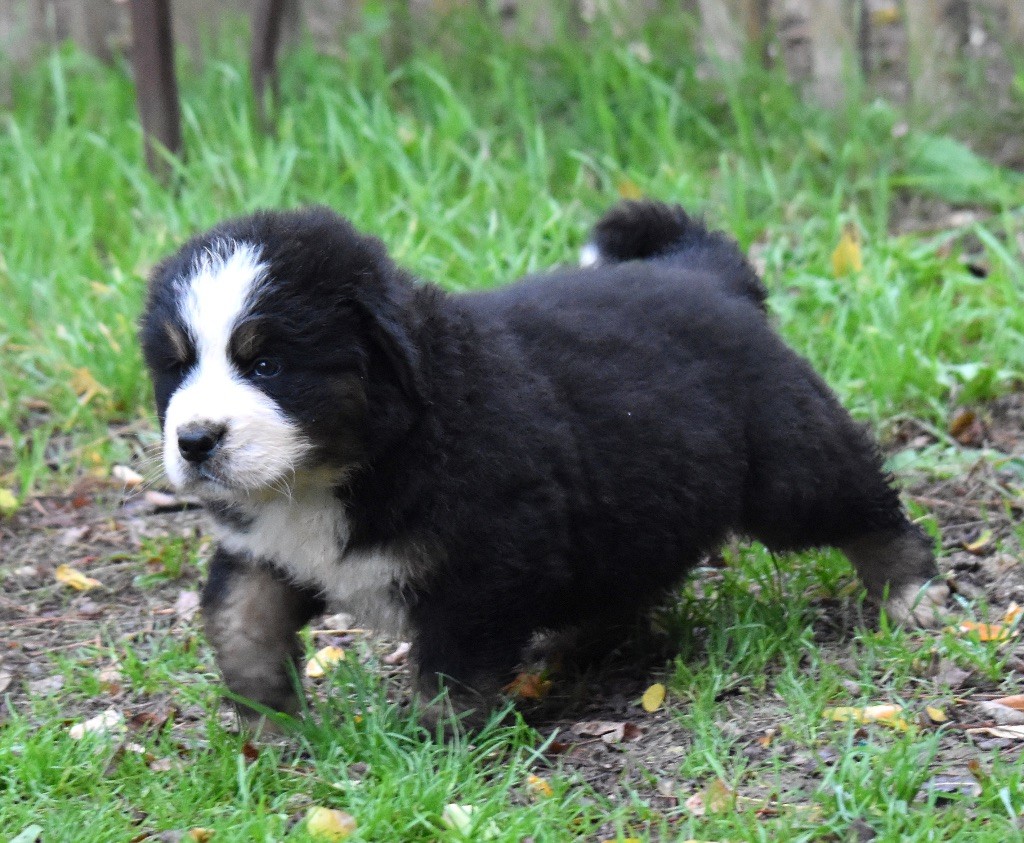 De la Ferme de la Pessoutie - Chiot disponible  - Bouvier Bernois