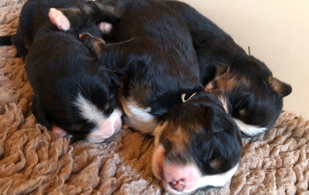 chiot Bouvier Bernois De la Ferme de la Pessoutie