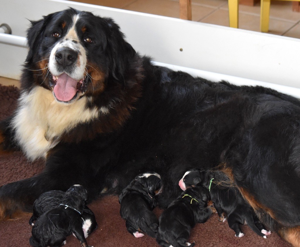 De la Ferme de la Pessoutie - Chiot disponible  - Bouvier Bernois