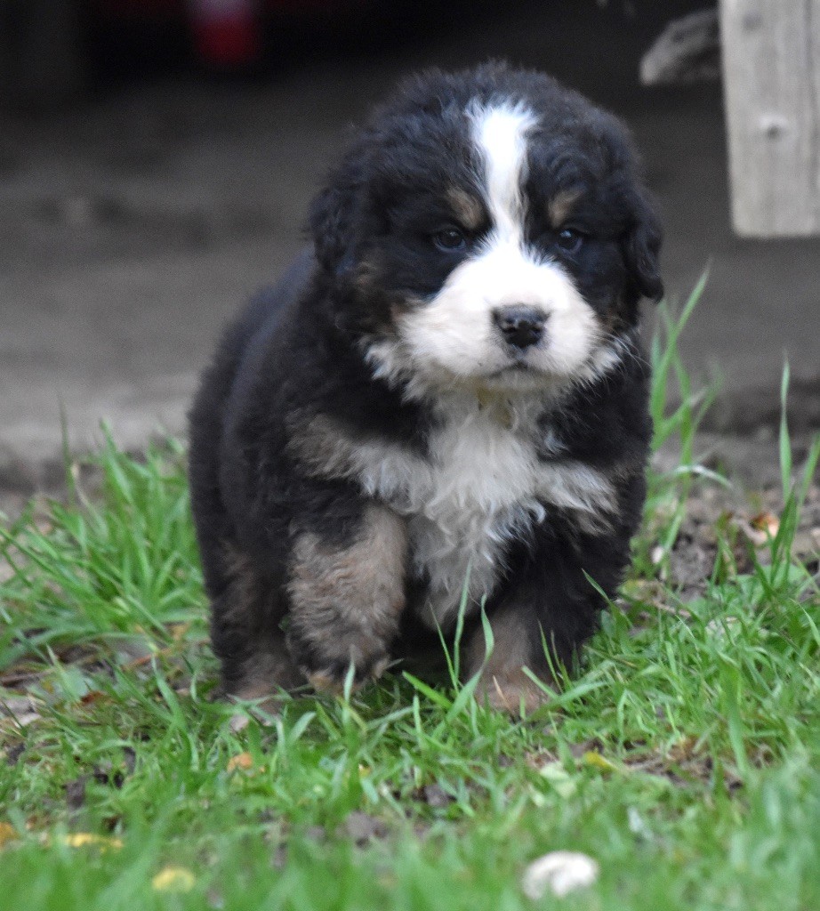 De la Ferme de la Pessoutie - Chiot disponible  - Bouvier Bernois