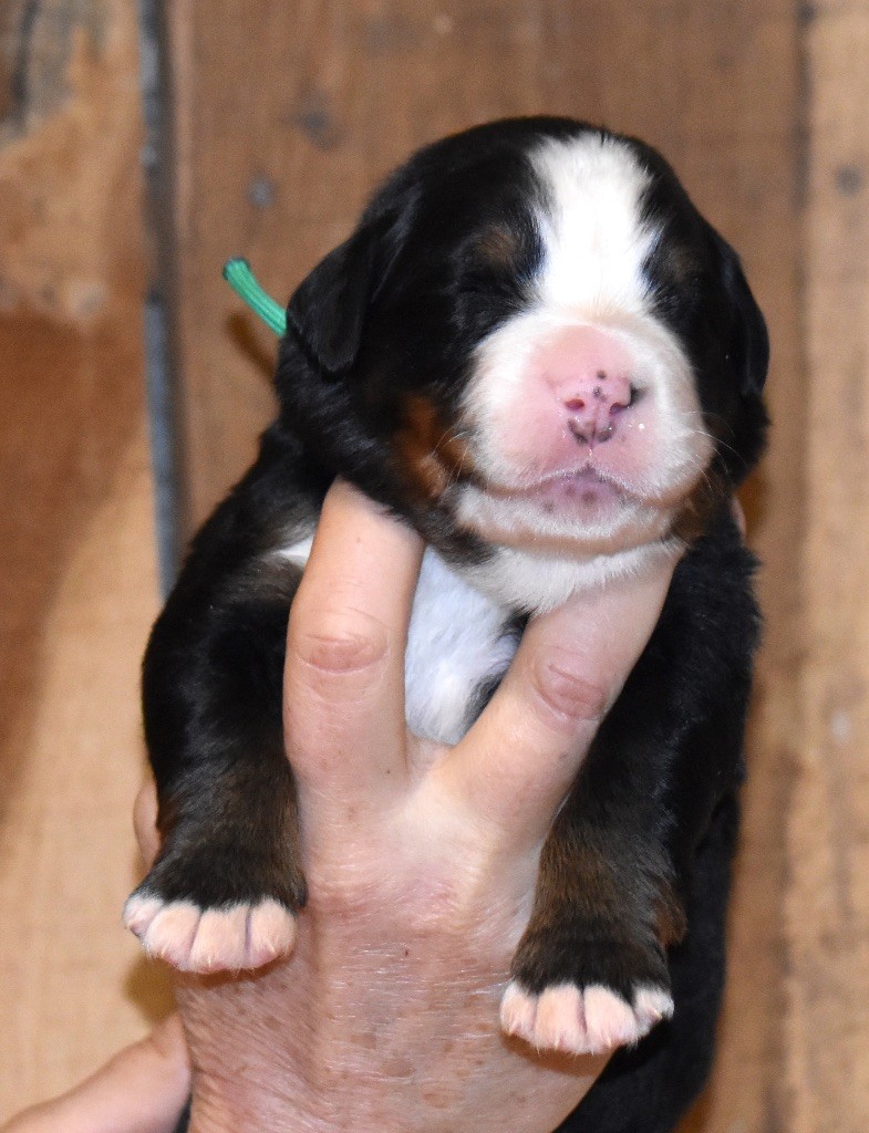 De la Ferme de la Pessoutie - Chiot disponible  - Bouvier Bernois