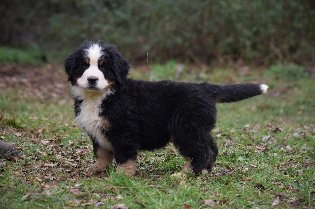 Bouvier Bernois, Éleveur de chiens Houssin Kuurne