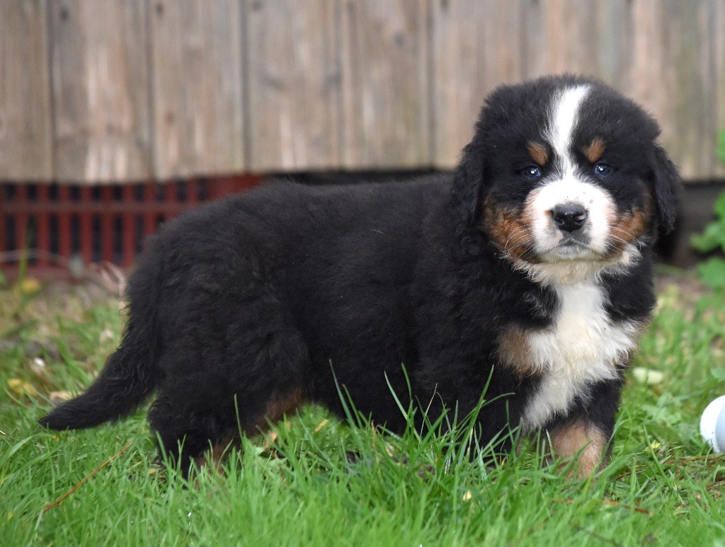 De la Ferme de la Pessoutie - Chiot disponible  - Bouvier Bernois