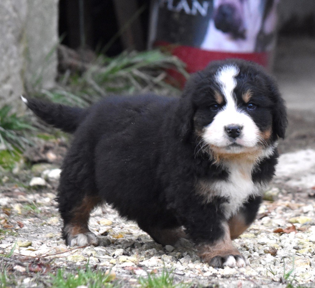 De la Ferme de la Pessoutie - Chiot disponible  - Bouvier Bernois