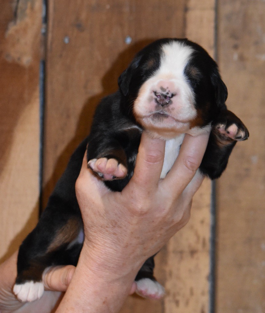 De la Ferme de la Pessoutie - Chiot disponible  - Bouvier Bernois