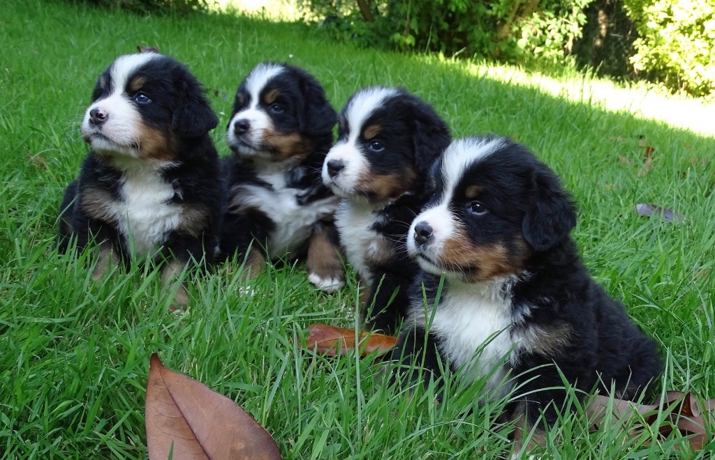 chiot Bouvier Bernois De la Ferme de la Pessoutie