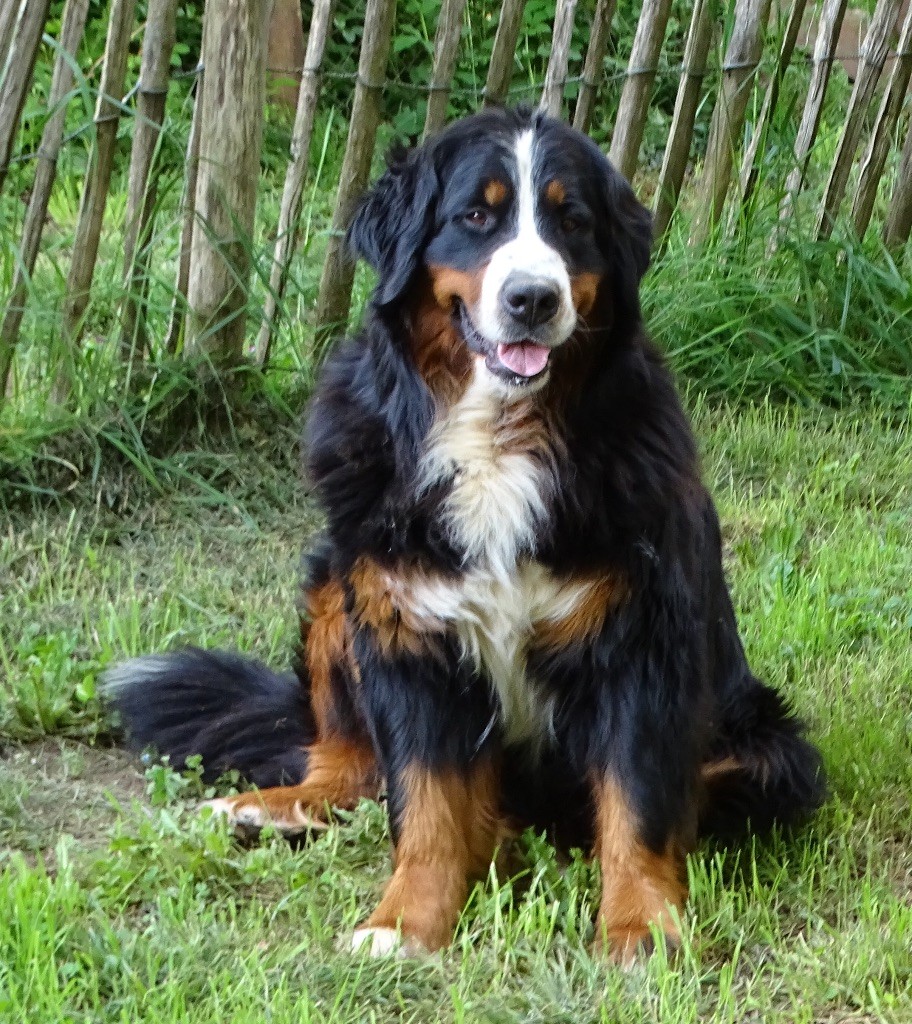 chiot Bouvier Bernois De la Ferme de la Pessoutie