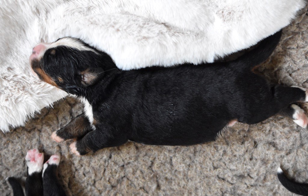 De la Ferme de la Pessoutie - Chiot disponible  - Bouvier Bernois