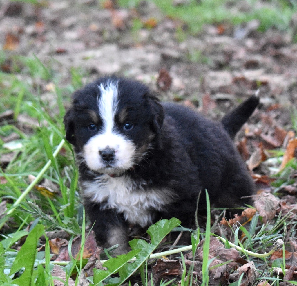 De la Ferme de la Pessoutie - Chiot disponible  - Bouvier Bernois