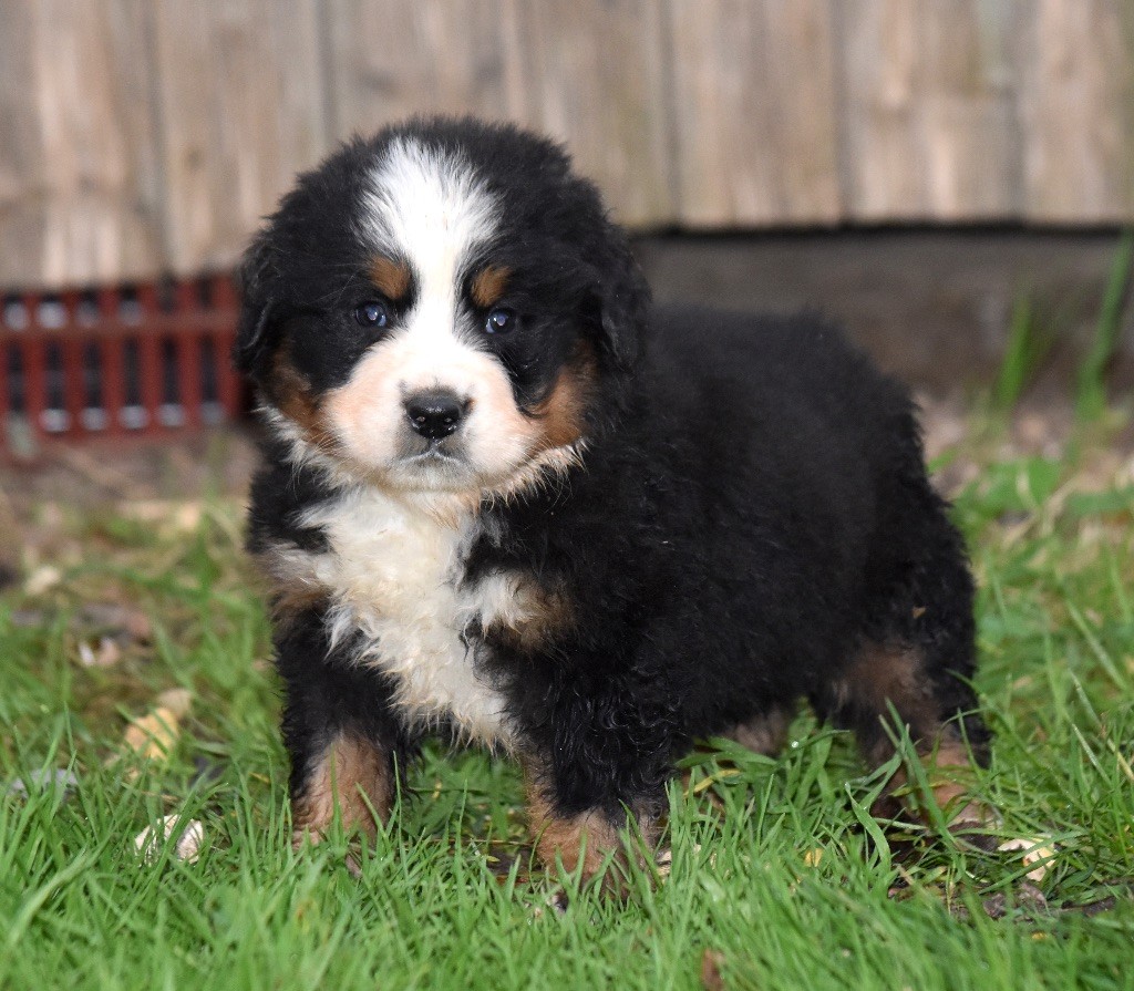 De la Ferme de la Pessoutie - Chiot disponible  - Bouvier Bernois