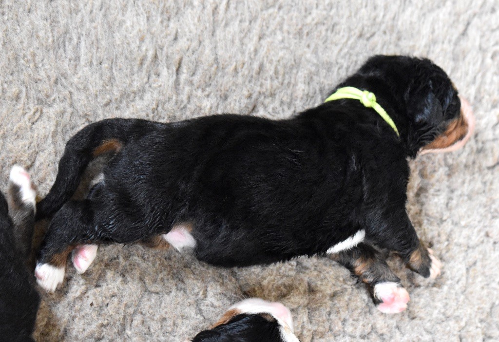 De la Ferme de la Pessoutie - Chiot disponible  - Bouvier Bernois