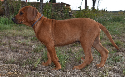 De la Ferme de la Pessoutie - Rhodesian Ridgeback - Portée née le 14/07/2022