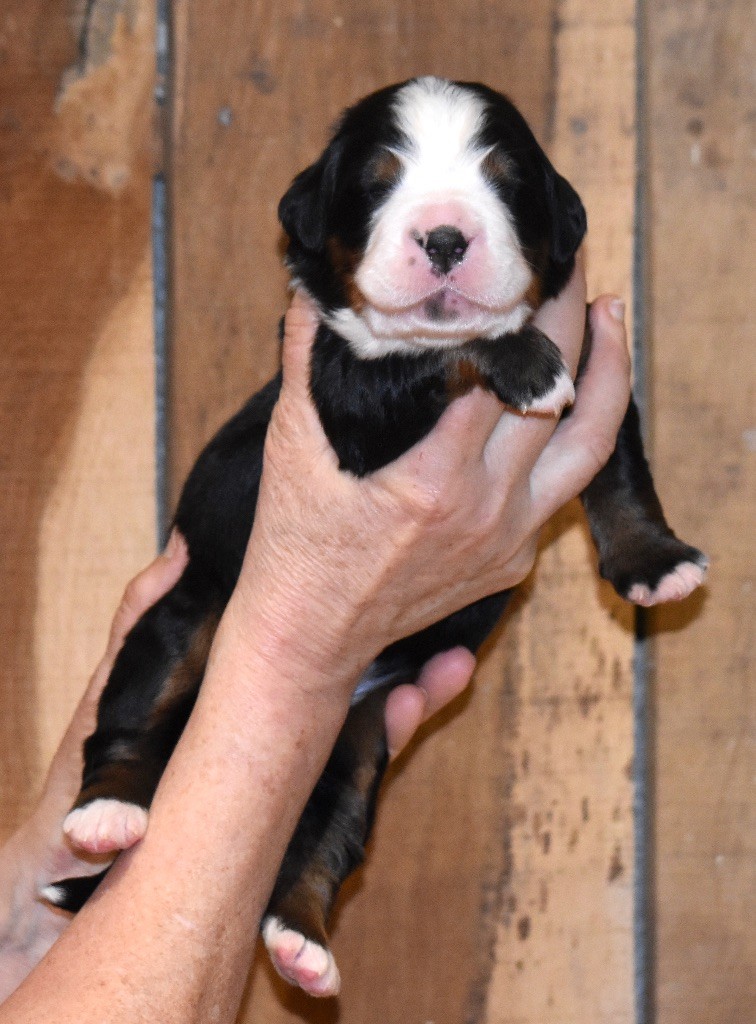 De la Ferme de la Pessoutie - Chiot disponible  - Bouvier Bernois