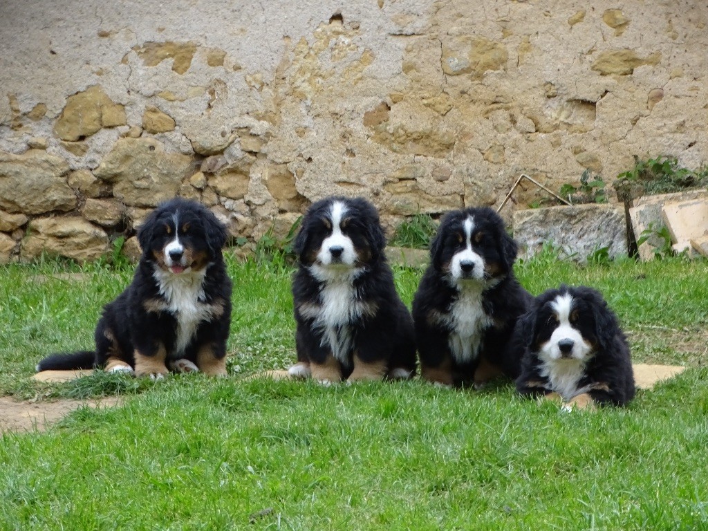 chiot Bouvier Bernois De la Ferme de la Pessoutie