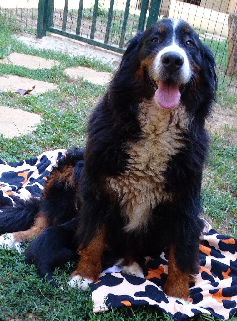 chiot Bouvier Bernois De la Ferme de la Pessoutie