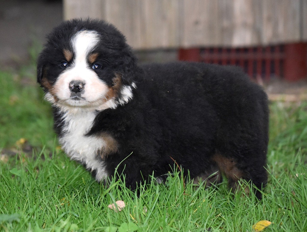 De la Ferme de la Pessoutie - Chiot disponible  - Bouvier Bernois