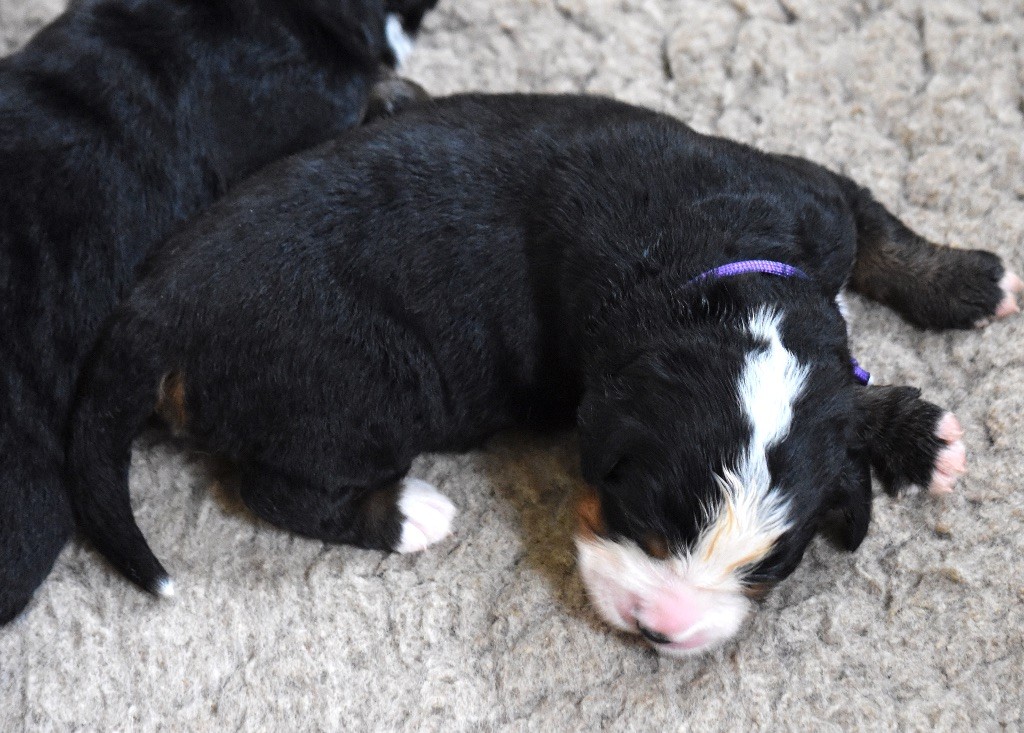 De la Ferme de la Pessoutie - Chiot disponible  - Bouvier Bernois