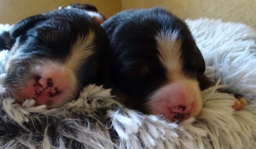 chiot Bouvier Bernois De la Ferme de la Pessoutie