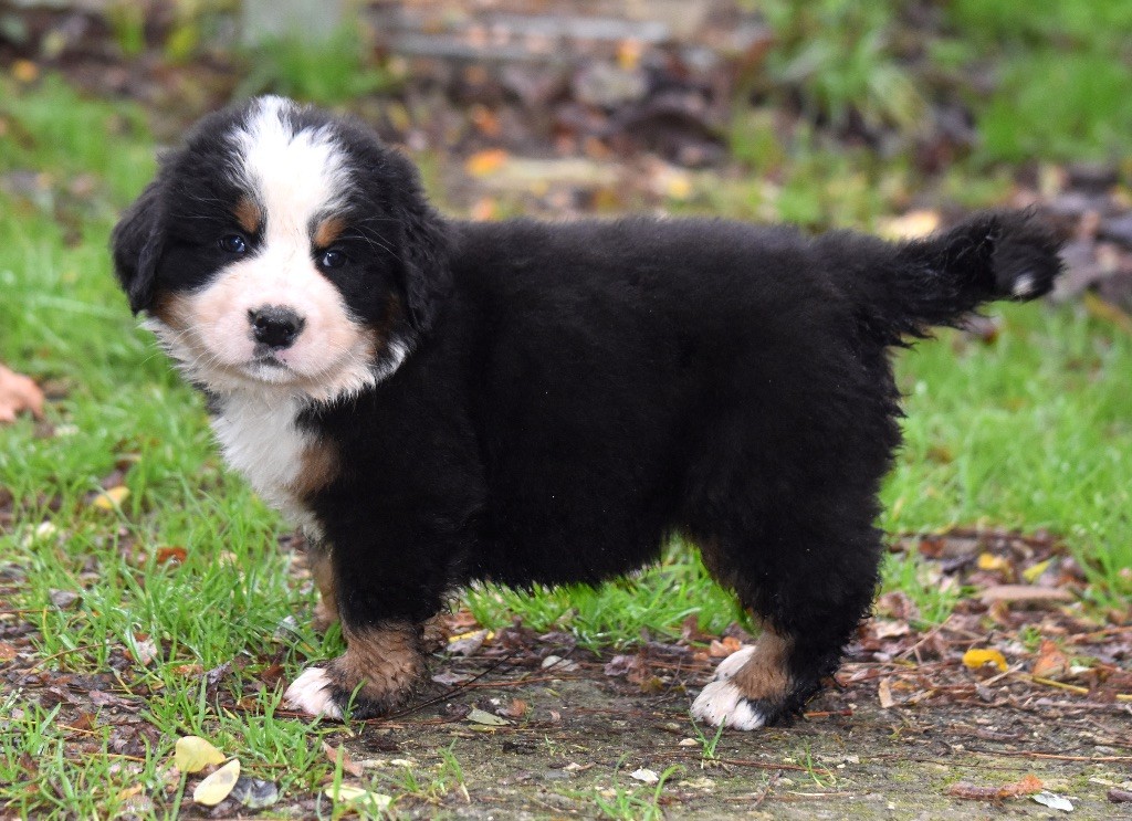 De la Ferme de la Pessoutie - Chiot disponible  - Bouvier Bernois