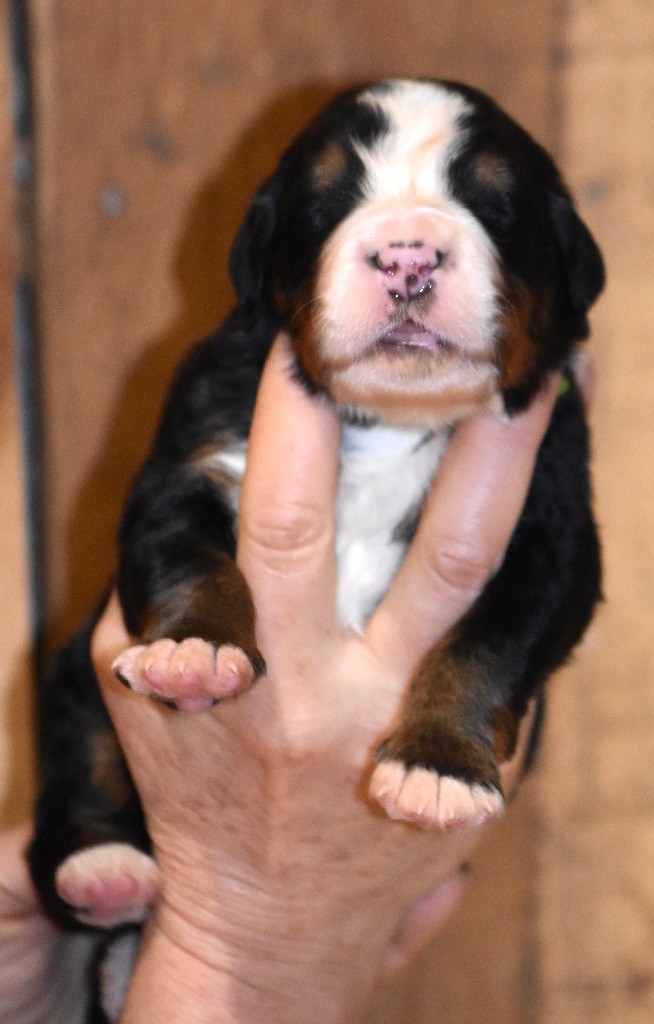 De la Ferme de la Pessoutie - Chiot disponible  - Bouvier Bernois