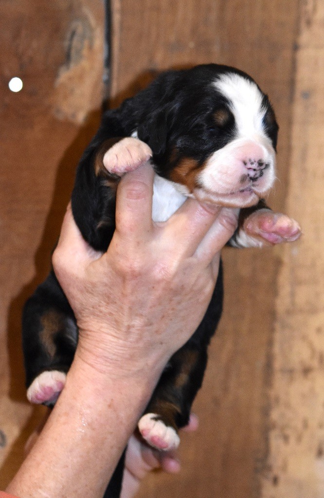 De la Ferme de la Pessoutie - Chiot disponible  - Bouvier Bernois