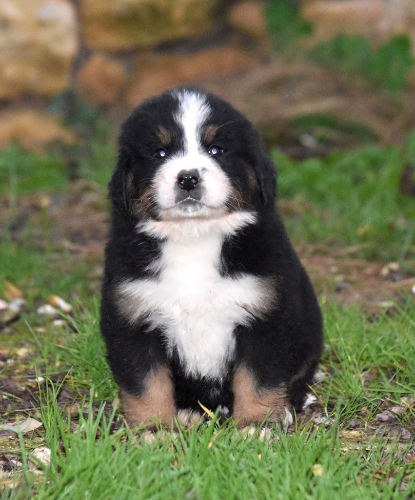 De la Ferme de la Pessoutie - Chiot disponible  - Bouvier Bernois