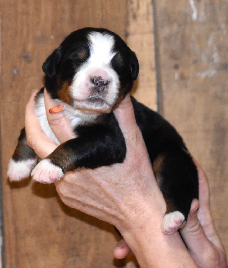 De la Ferme de la Pessoutie - Chiot disponible  - Bouvier Bernois