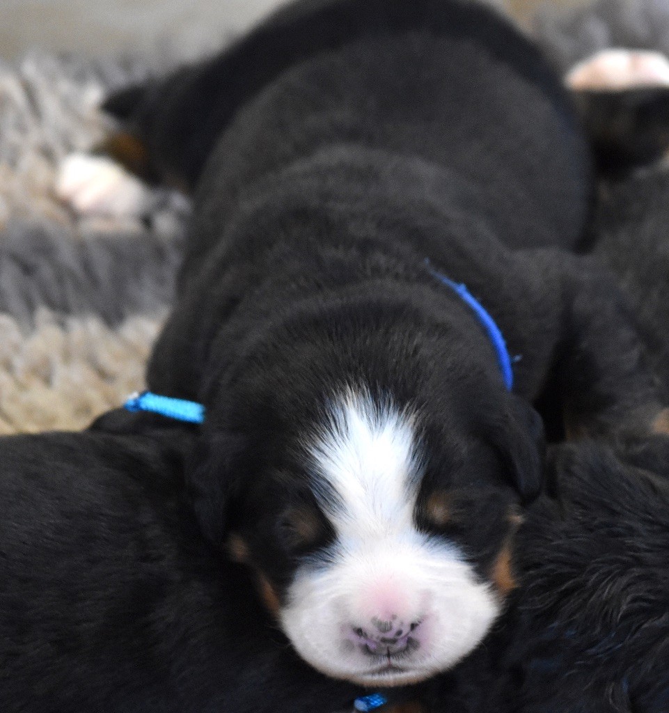 De la Ferme de la Pessoutie - Chiot disponible  - Bouvier Bernois