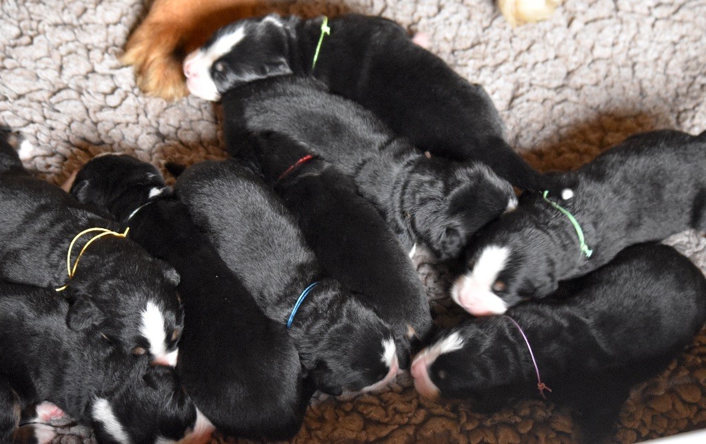 9 chiots sont nés mardi 8 octobre