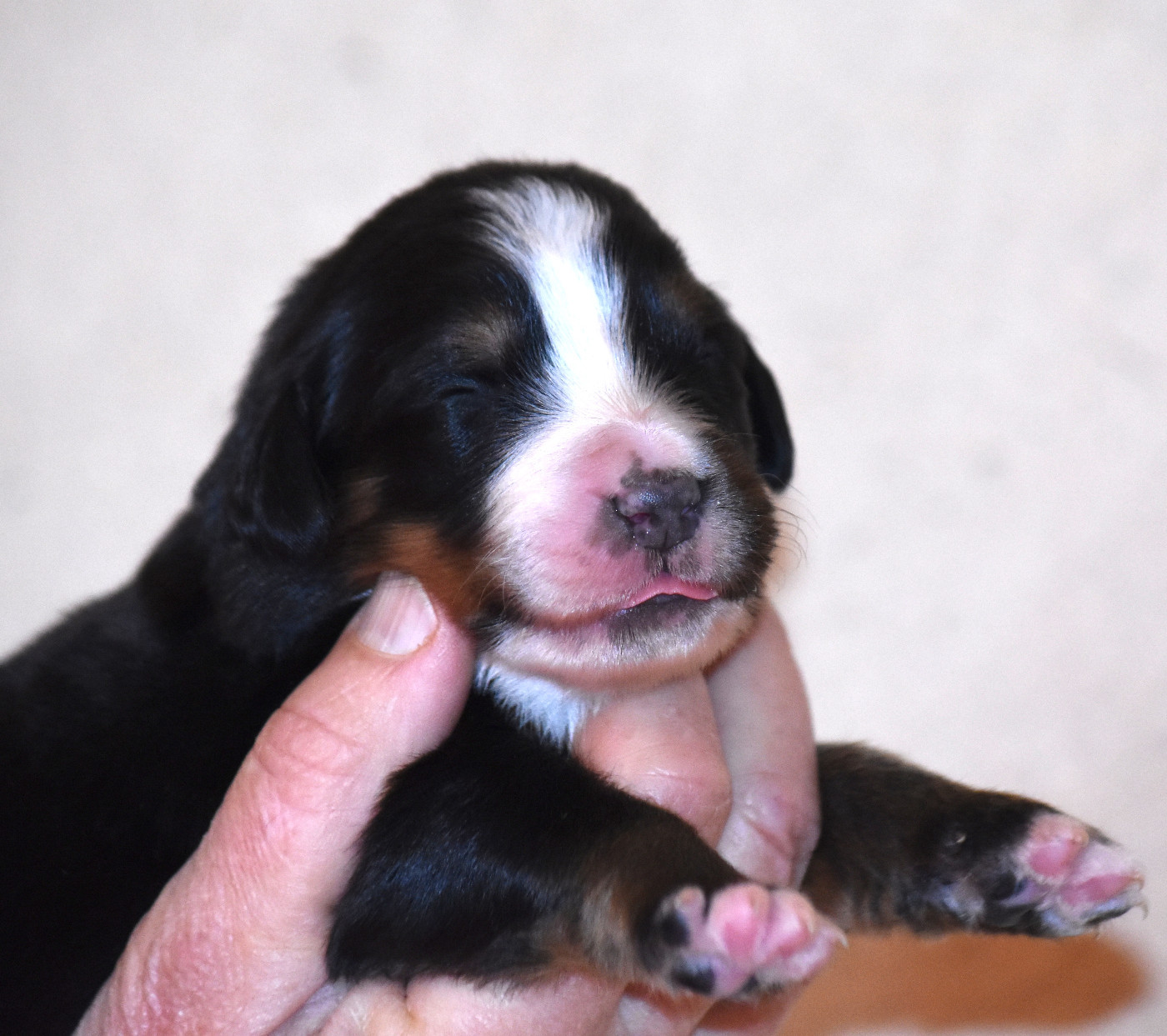 De la Ferme de la Pessoutie - Chiots disponibles - Bouvier Bernois