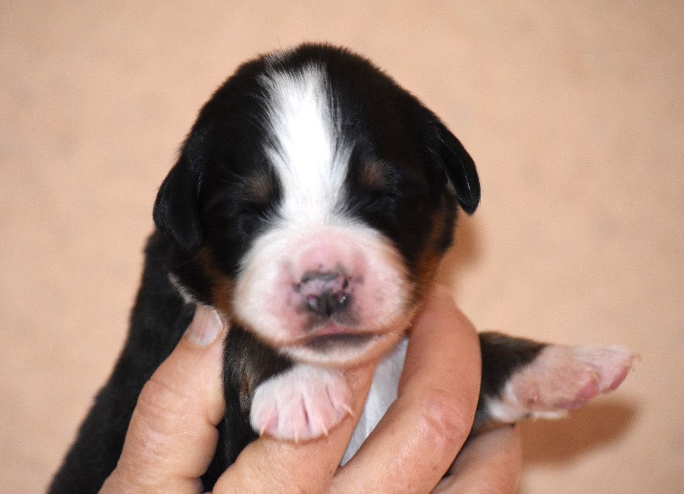 De la Ferme de la Pessoutie - Chiots disponibles - Bouvier Bernois