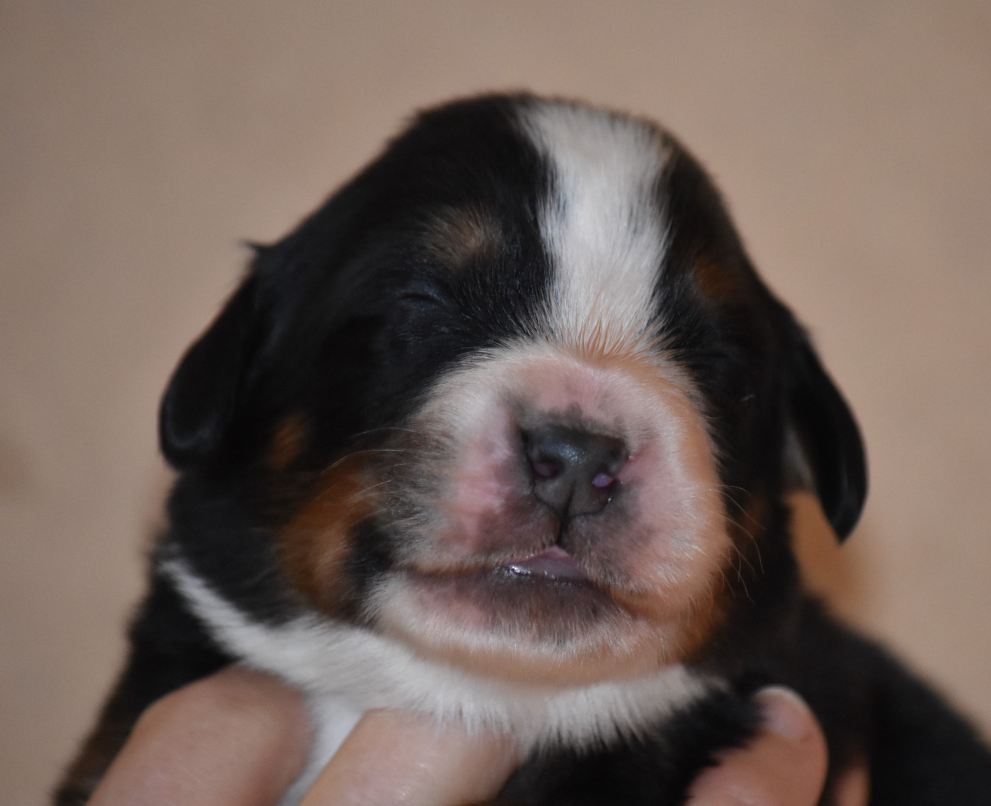 De la Ferme de la Pessoutie - Chiots disponibles - Bouvier Bernois