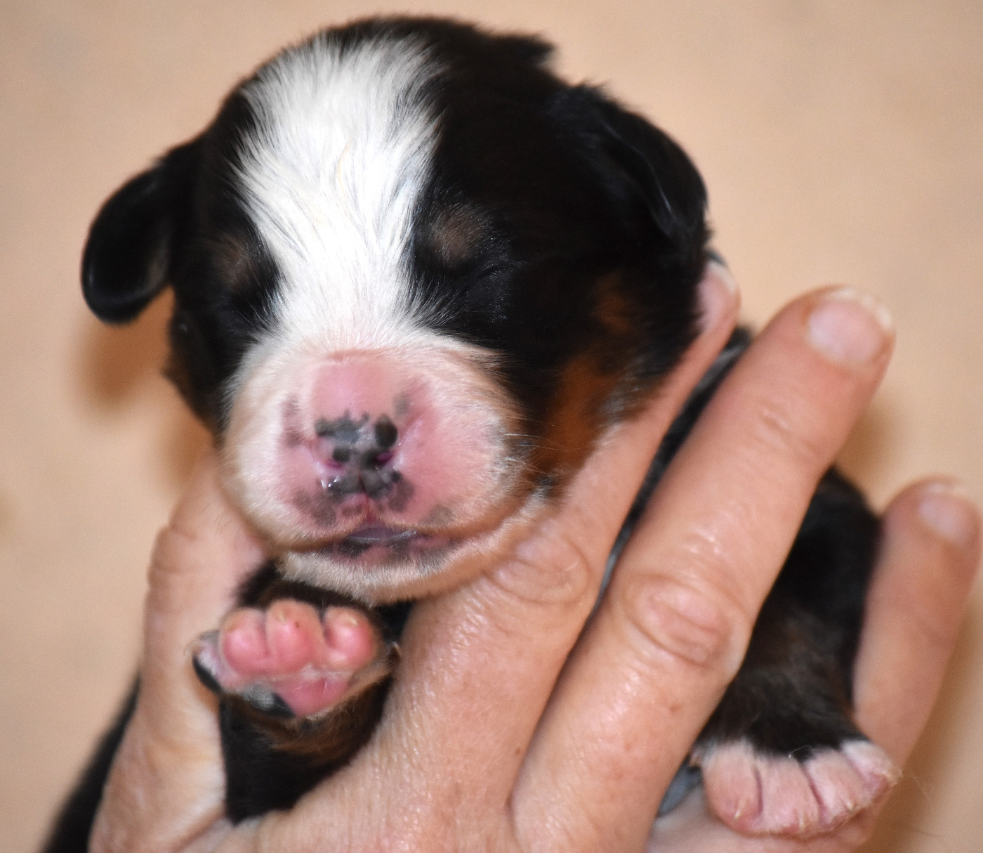 De la Ferme de la Pessoutie - Chiots disponibles - Bouvier Bernois