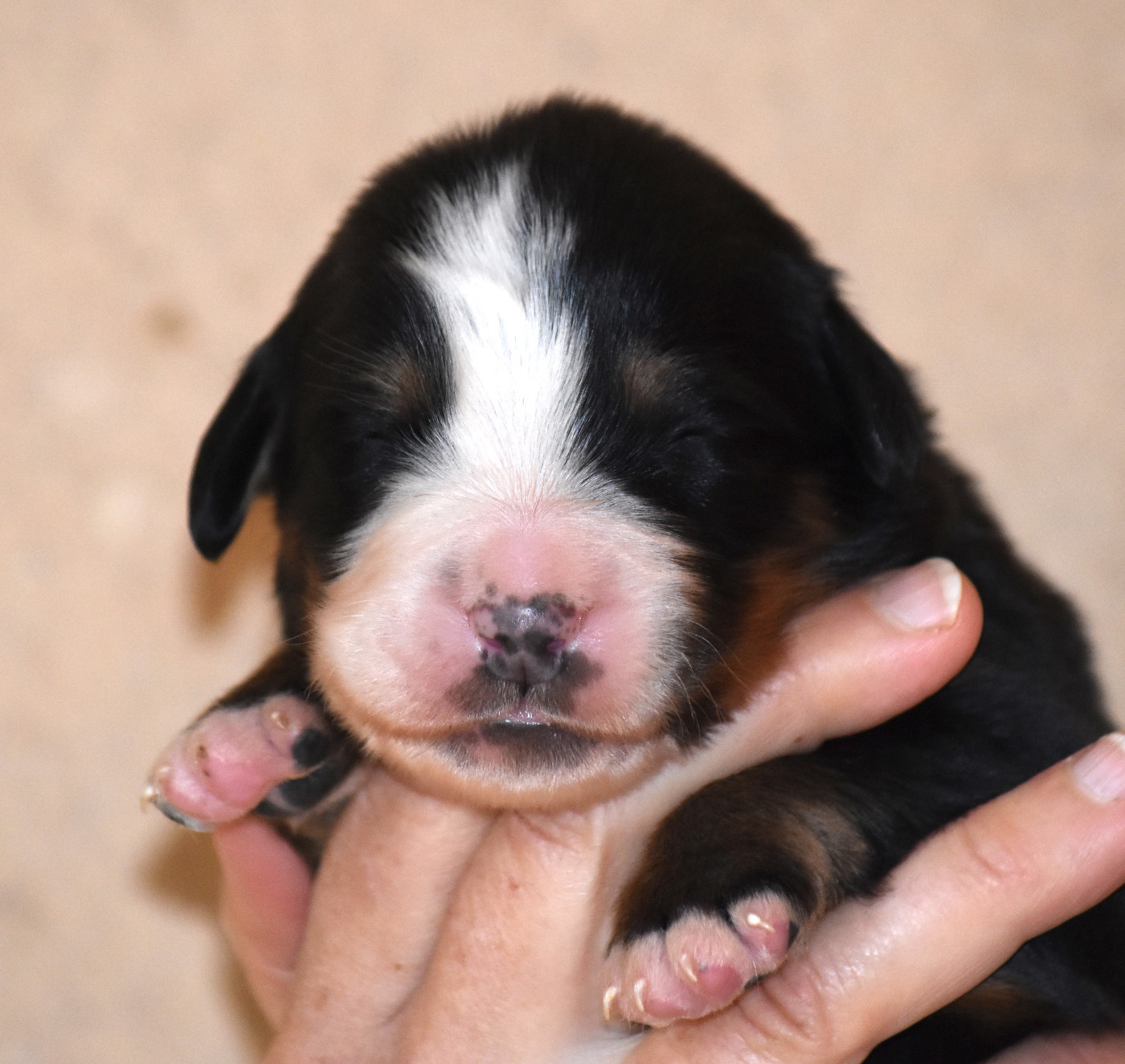 De la Ferme de la Pessoutie - Chiots disponibles - Bouvier Bernois