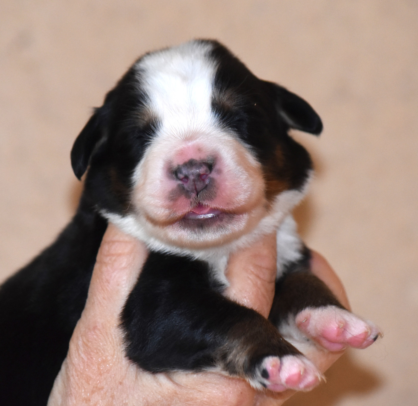 De la Ferme de la Pessoutie - Chiots disponibles - Bouvier Bernois