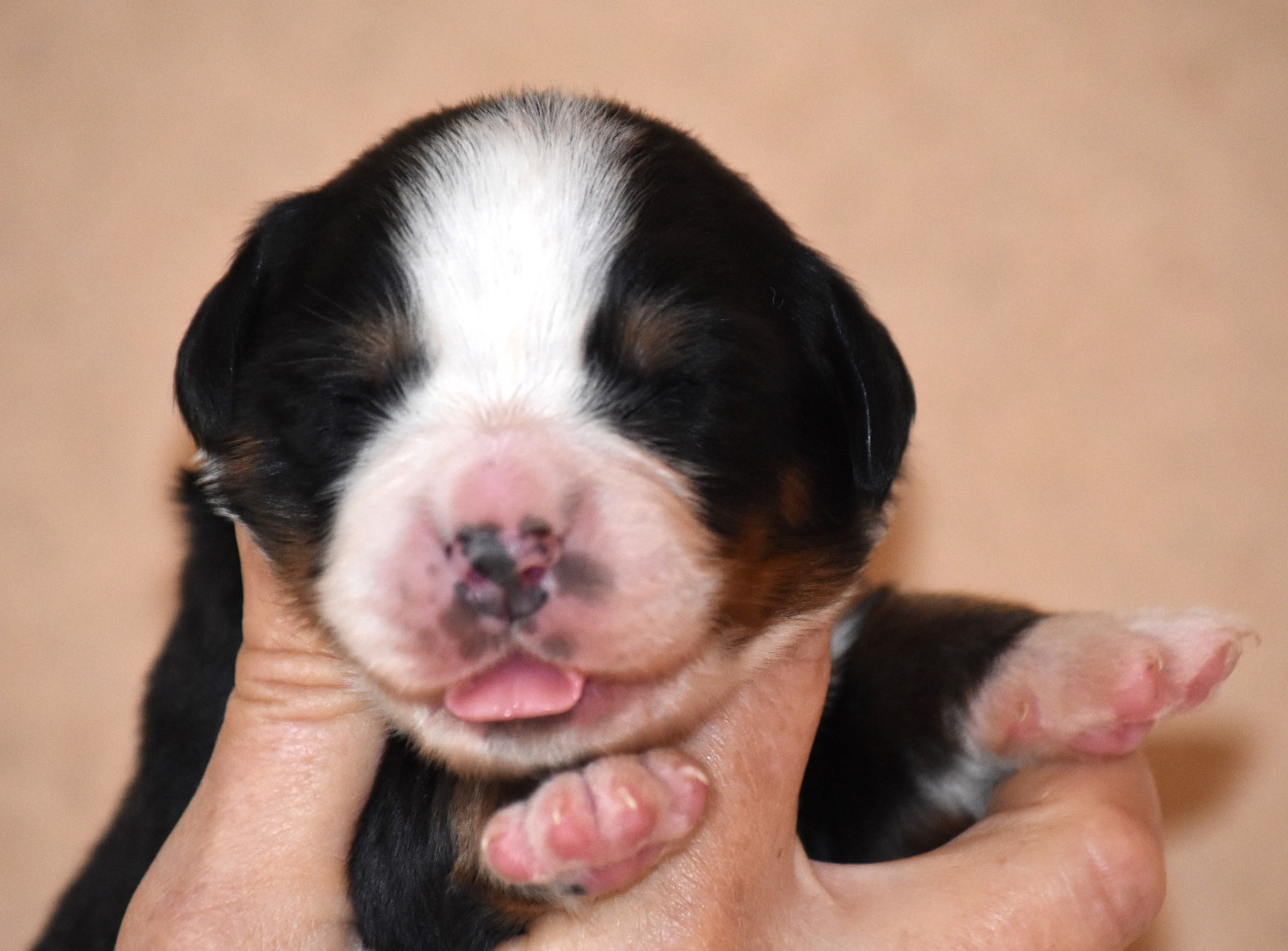 De la Ferme de la Pessoutie - Chiots disponibles - Bouvier Bernois