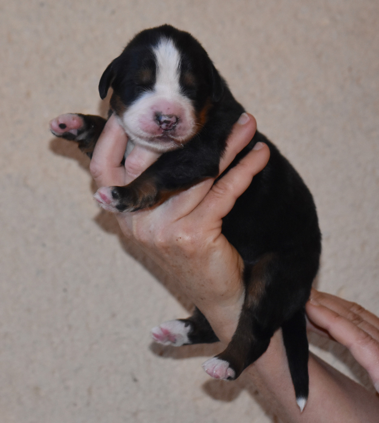 De la Ferme de la Pessoutie - Chiots disponibles - Bouvier Bernois