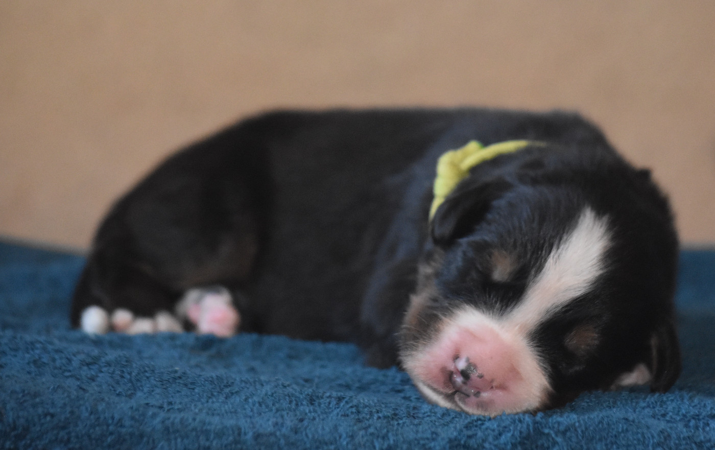 De la Ferme de la Pessoutie - Chiots disponibles - Bouvier Bernois