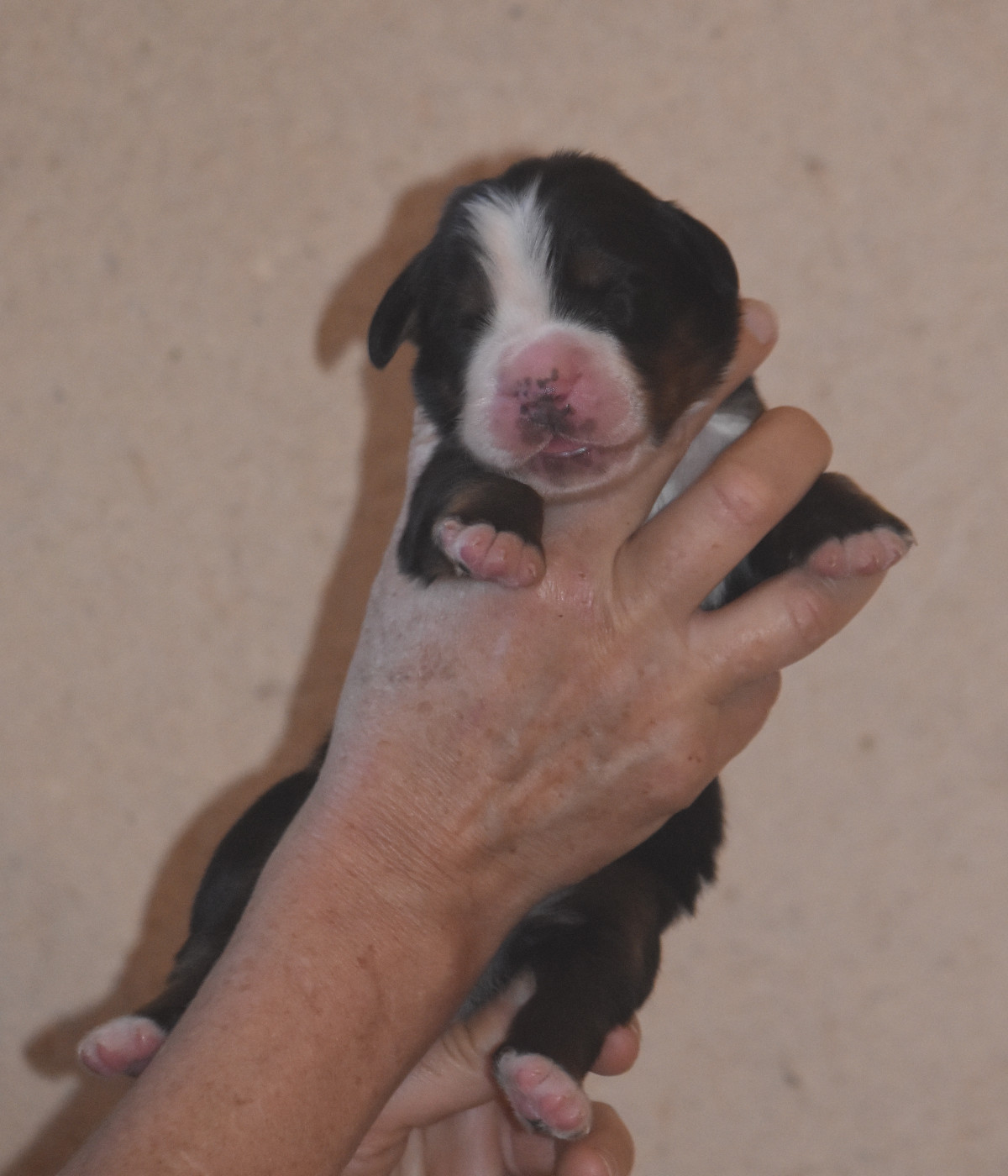 De la Ferme de la Pessoutie - Chiots disponibles - Bouvier Bernois