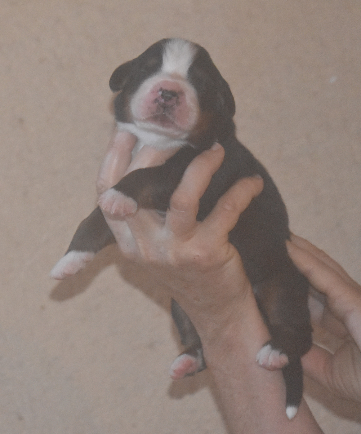 De la Ferme de la Pessoutie - Chiots disponibles - Bouvier Bernois