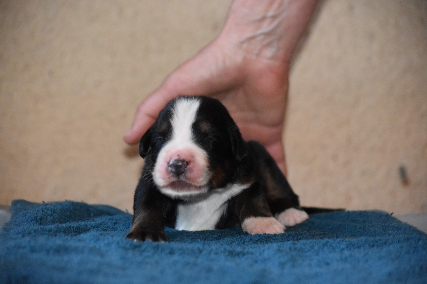 De la Ferme de la Pessoutie - Chiots disponibles - Bouvier Bernois