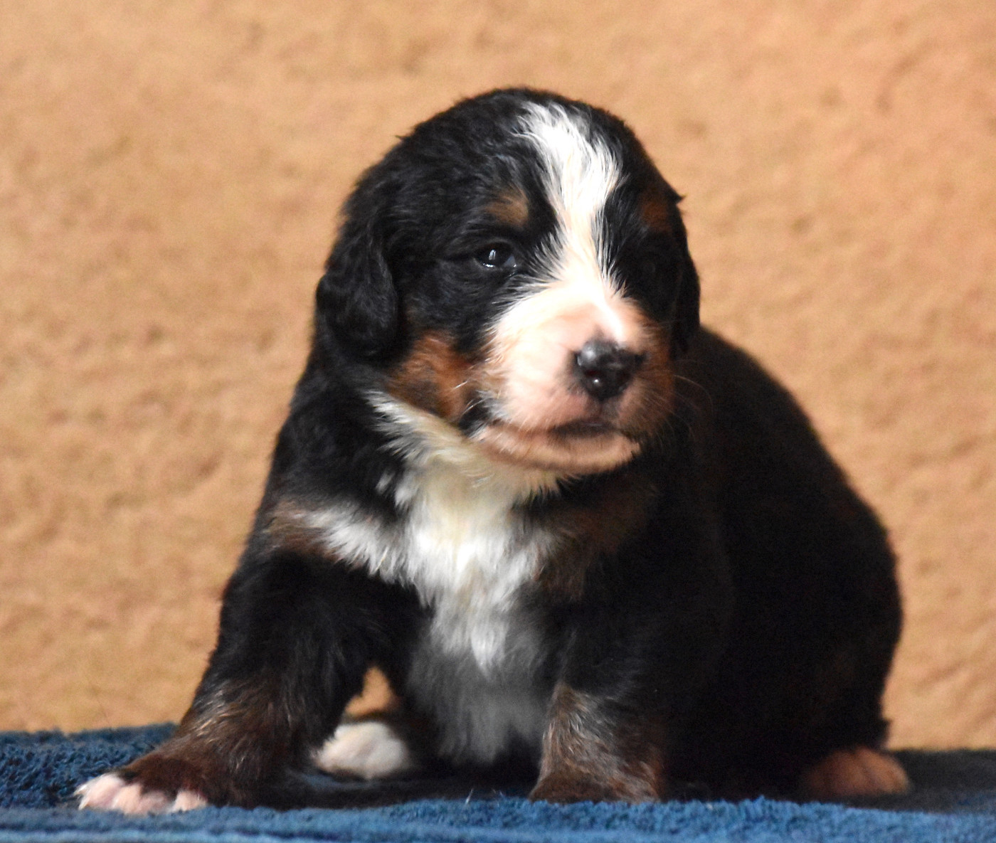 De la Ferme de la Pessoutie - Chiots disponibles - Bouvier Bernois