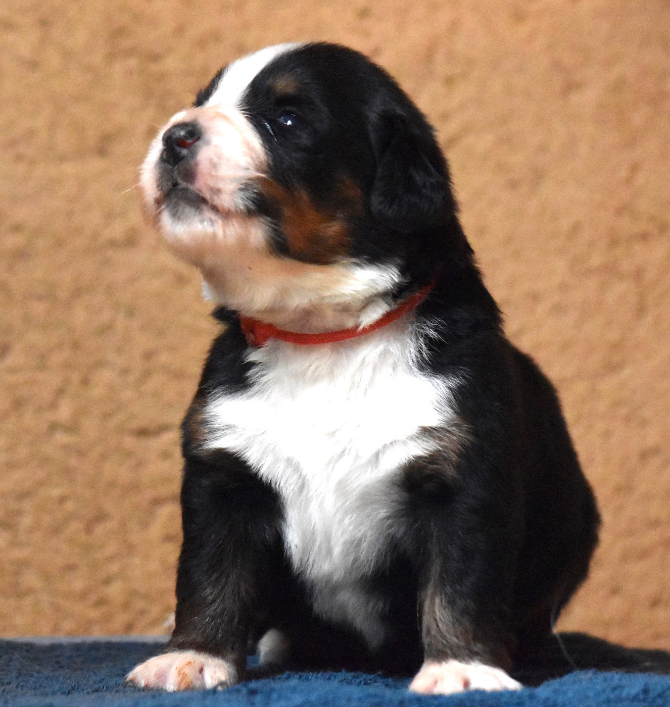 De la Ferme de la Pessoutie - Chiots disponibles - Bouvier Bernois