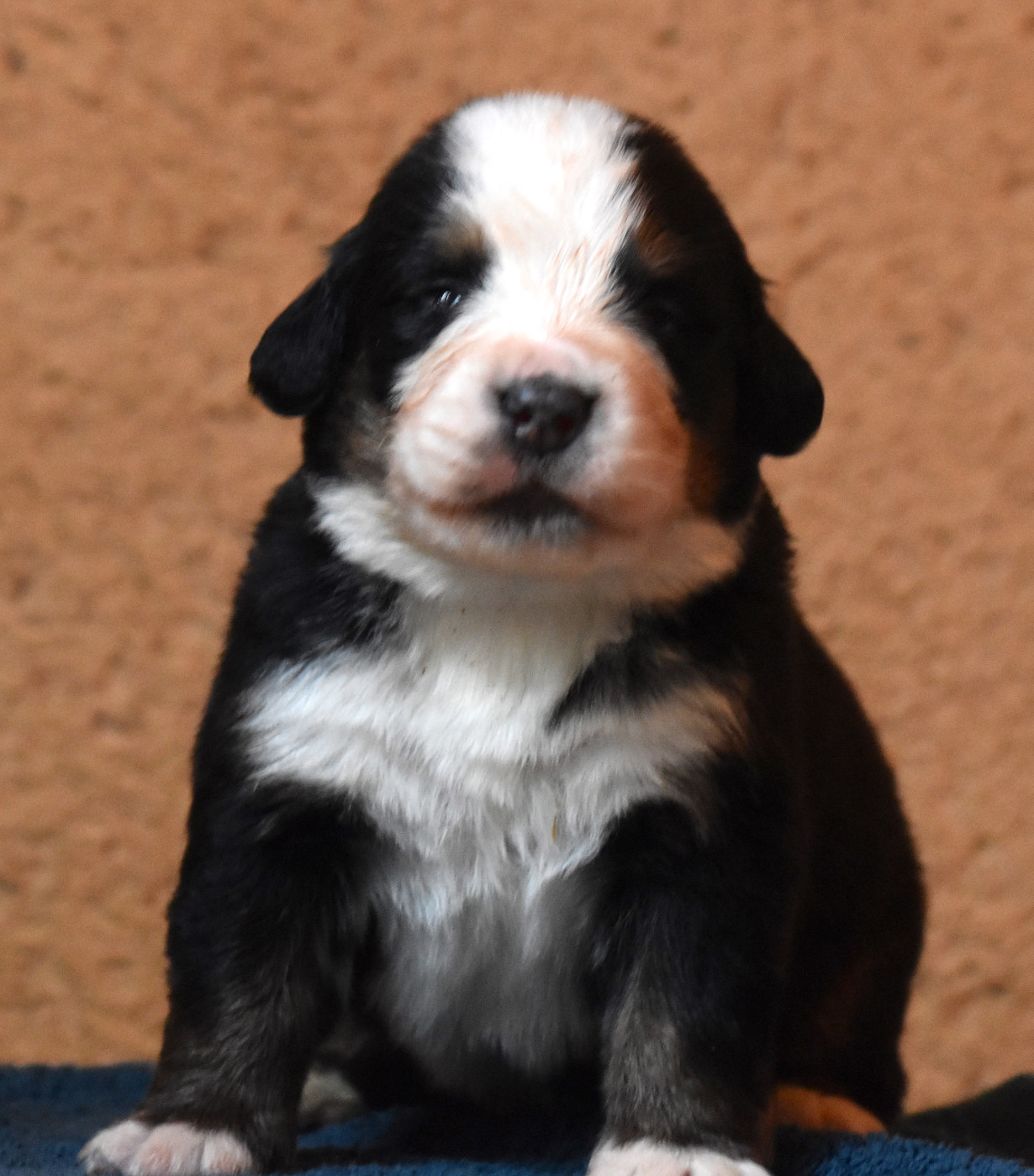 De la Ferme de la Pessoutie - Chiots disponibles - Bouvier Bernois