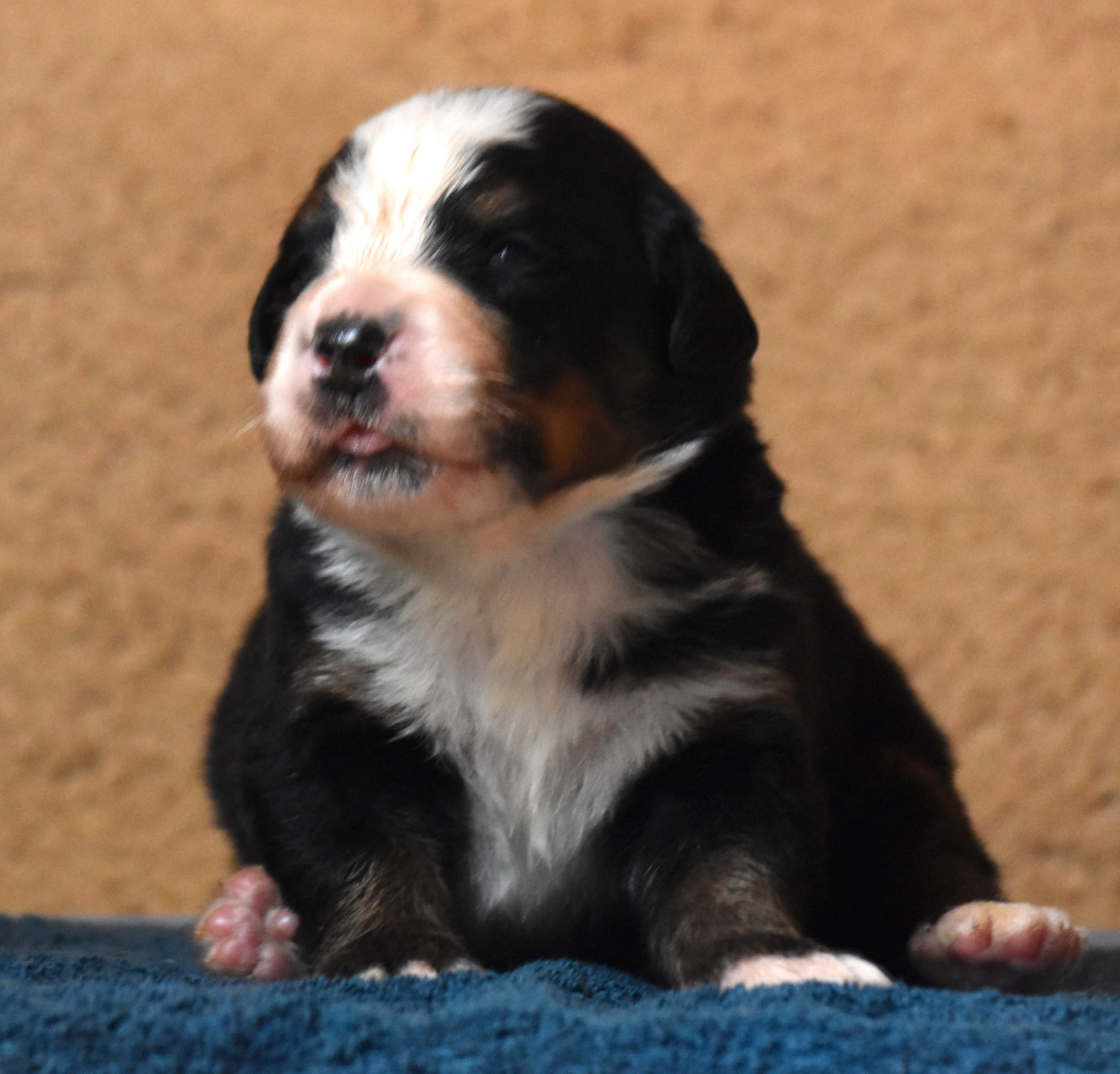 De la Ferme de la Pessoutie - Chiots disponibles - Bouvier Bernois