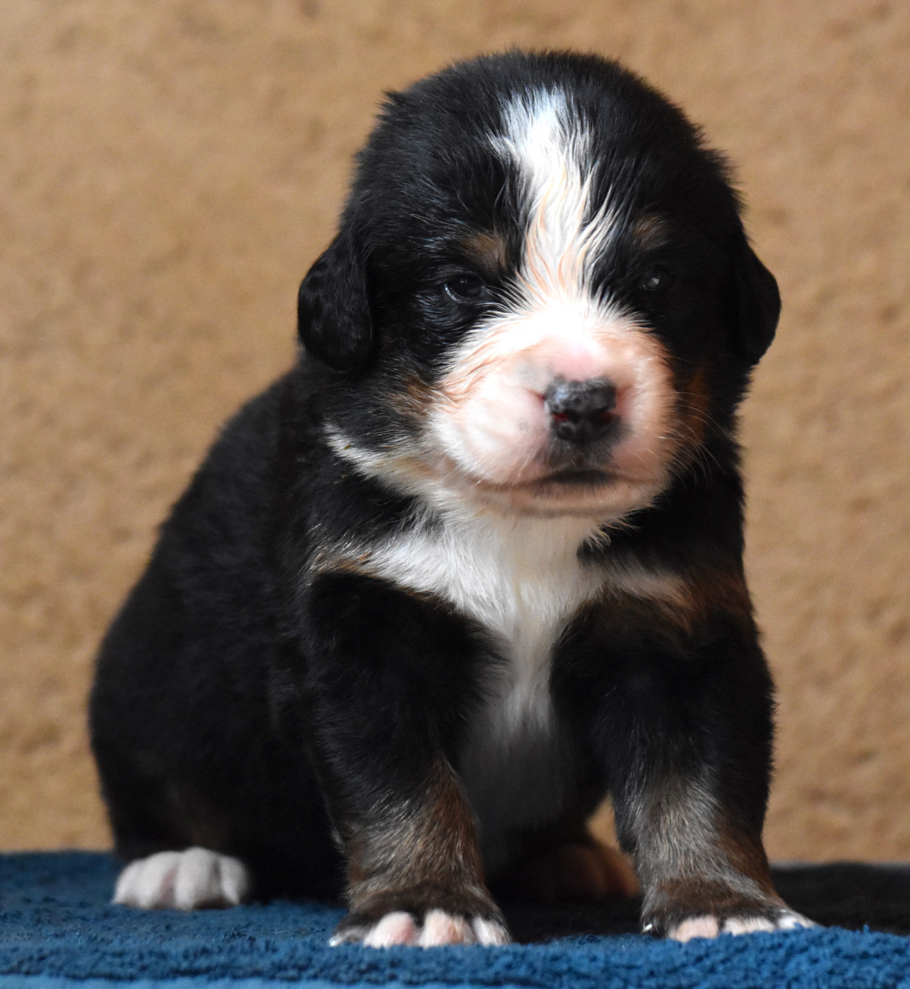 De la Ferme de la Pessoutie - Chiots disponibles - Bouvier Bernois